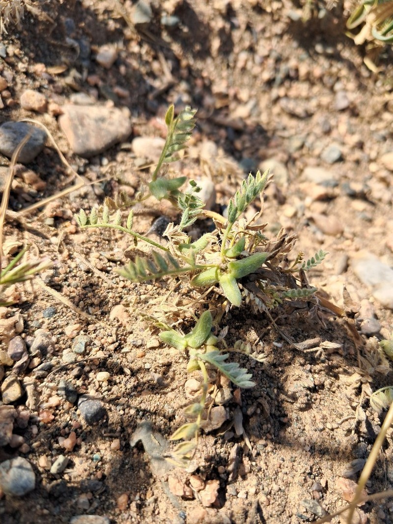 Astragalus tribuloides photo 7