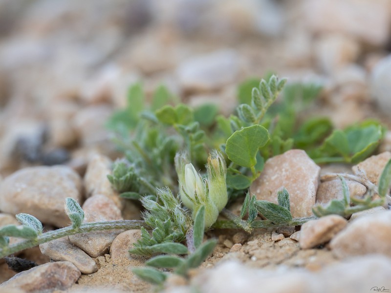 Astragalus tribuloides photo 8