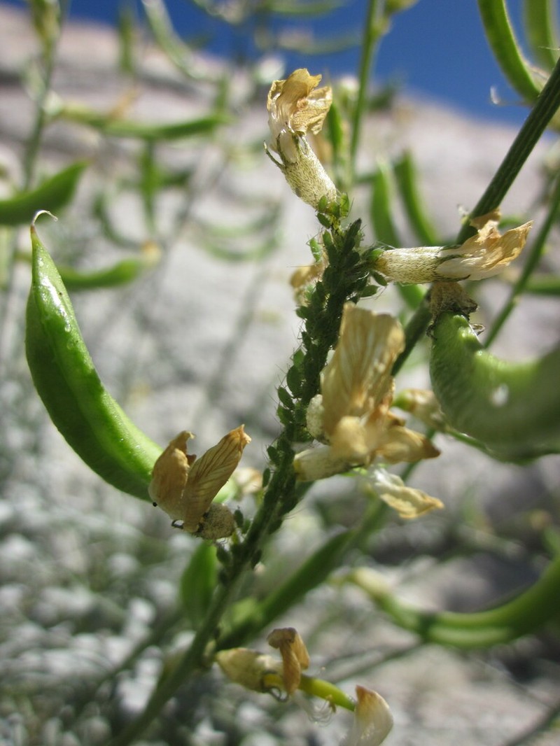 Triplerib Milkvetch photo 3