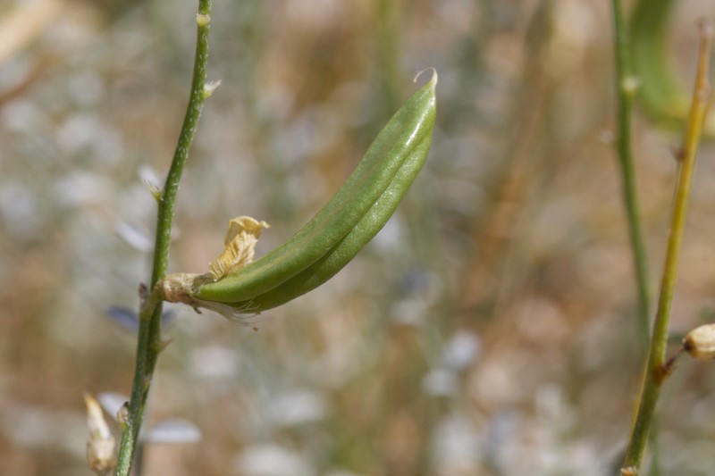 Triplerib Milkvetch photo 6