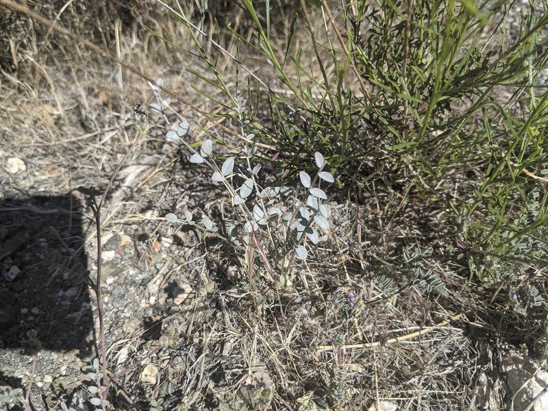 Triplerib Milkvetch photo 7