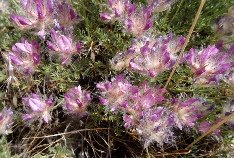 Astragalus tricholobus