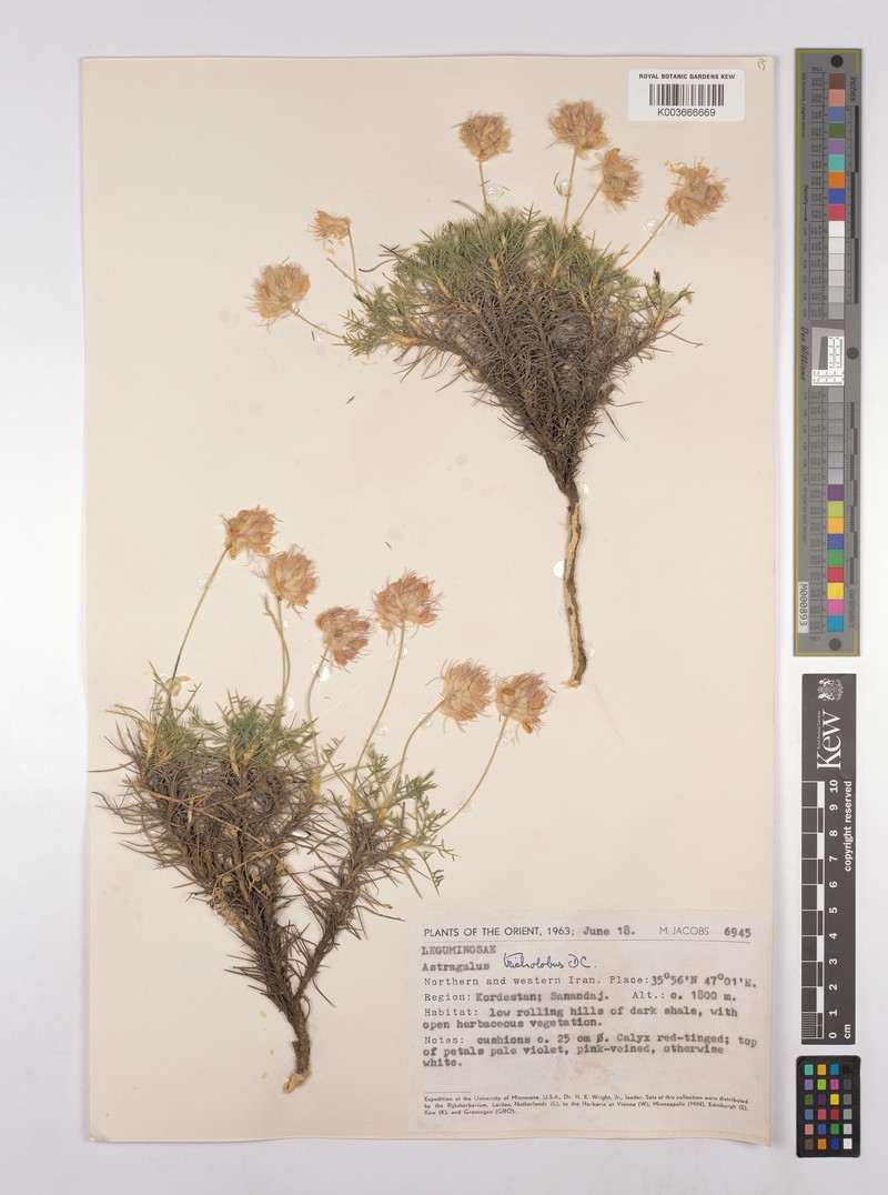 Astragalus tricholobus photo 3