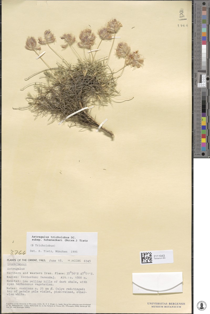 Astragalus tricholobus photo 4