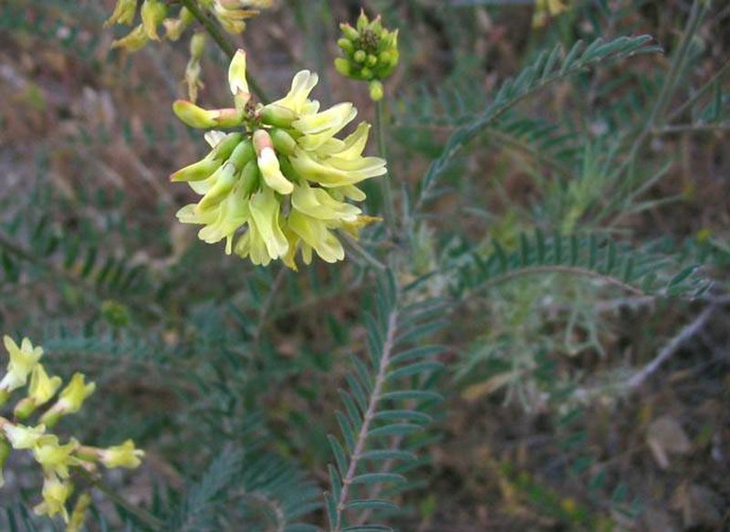 Santa Barbara Milkvetch
