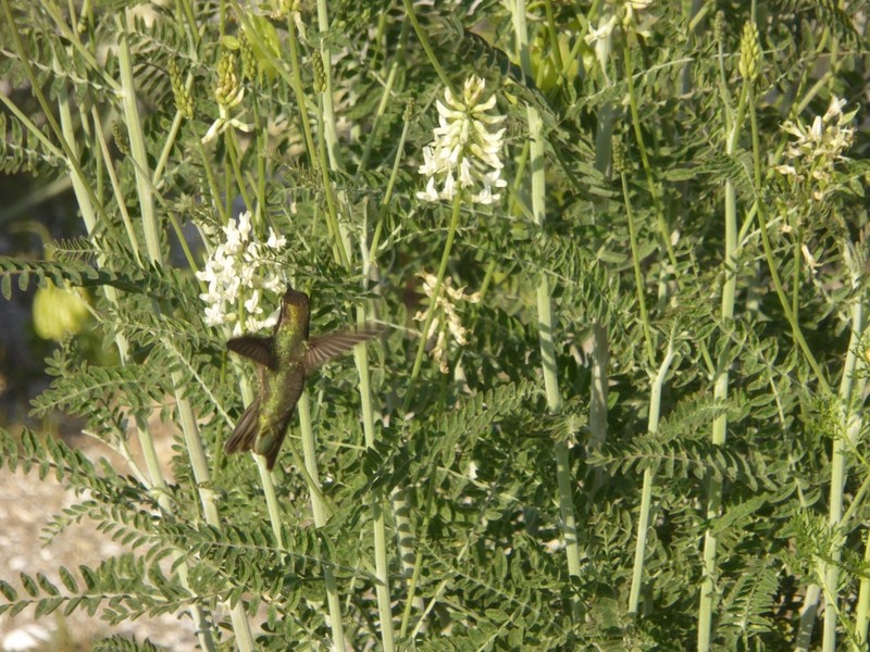 Santa Barbara Milkvetch photo 3