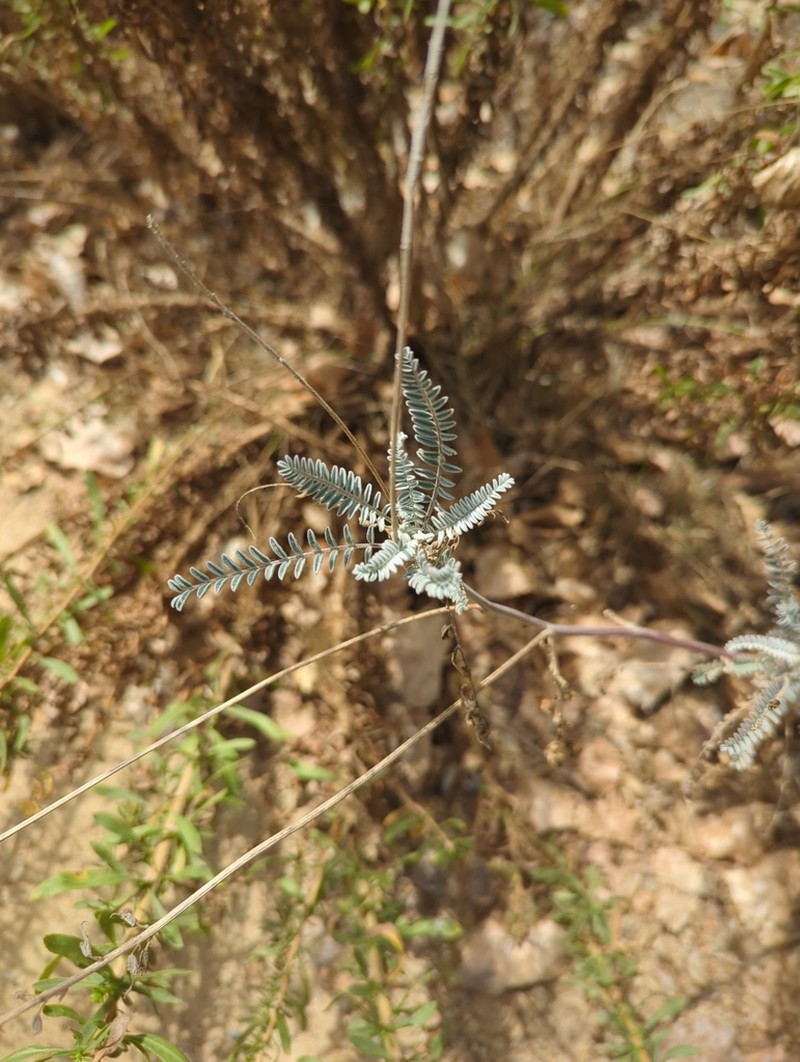 Santa Barbara Milkvetch photo 4