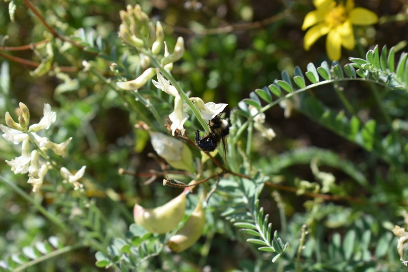 Santa Barbara Milkvetch photo 5