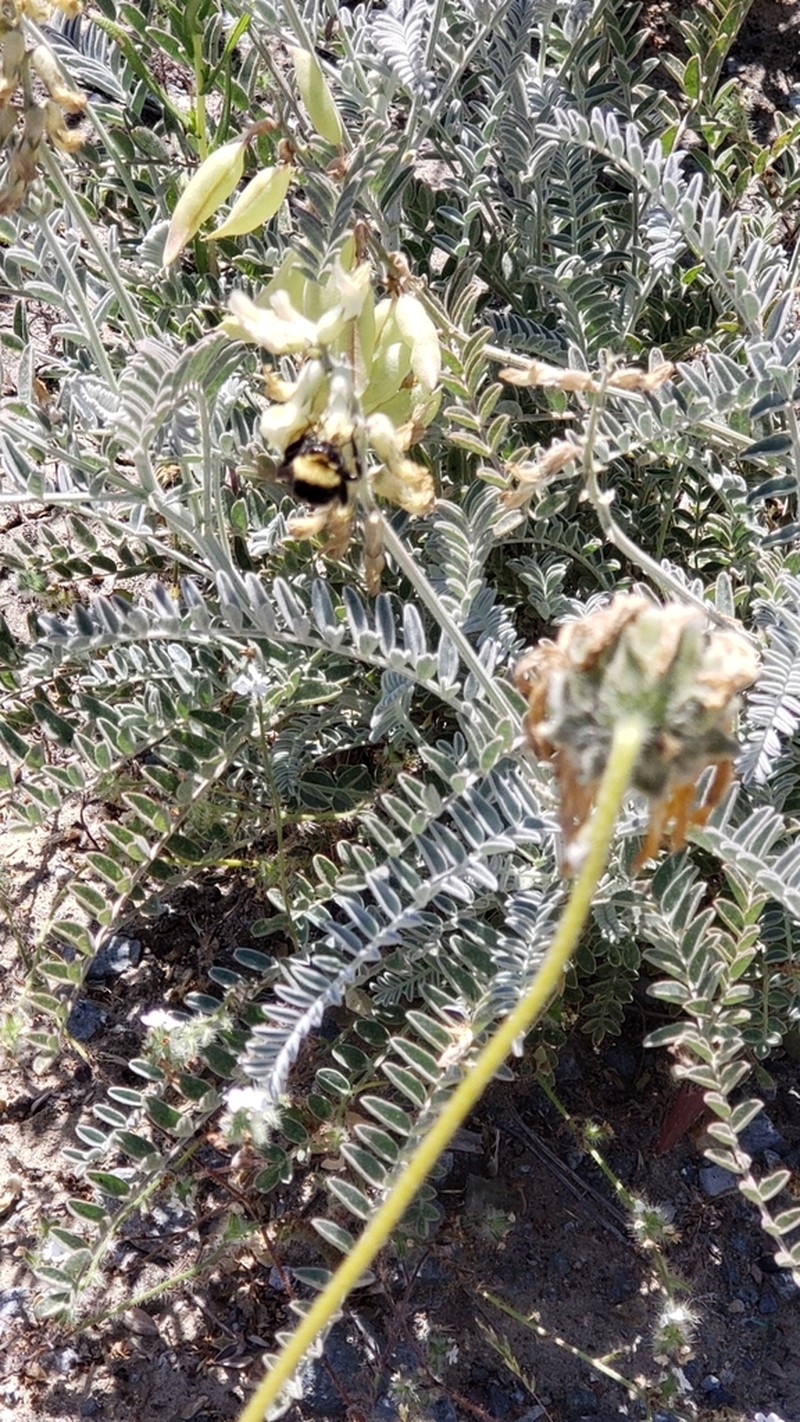Santa Barbara Milkvetch photo 6