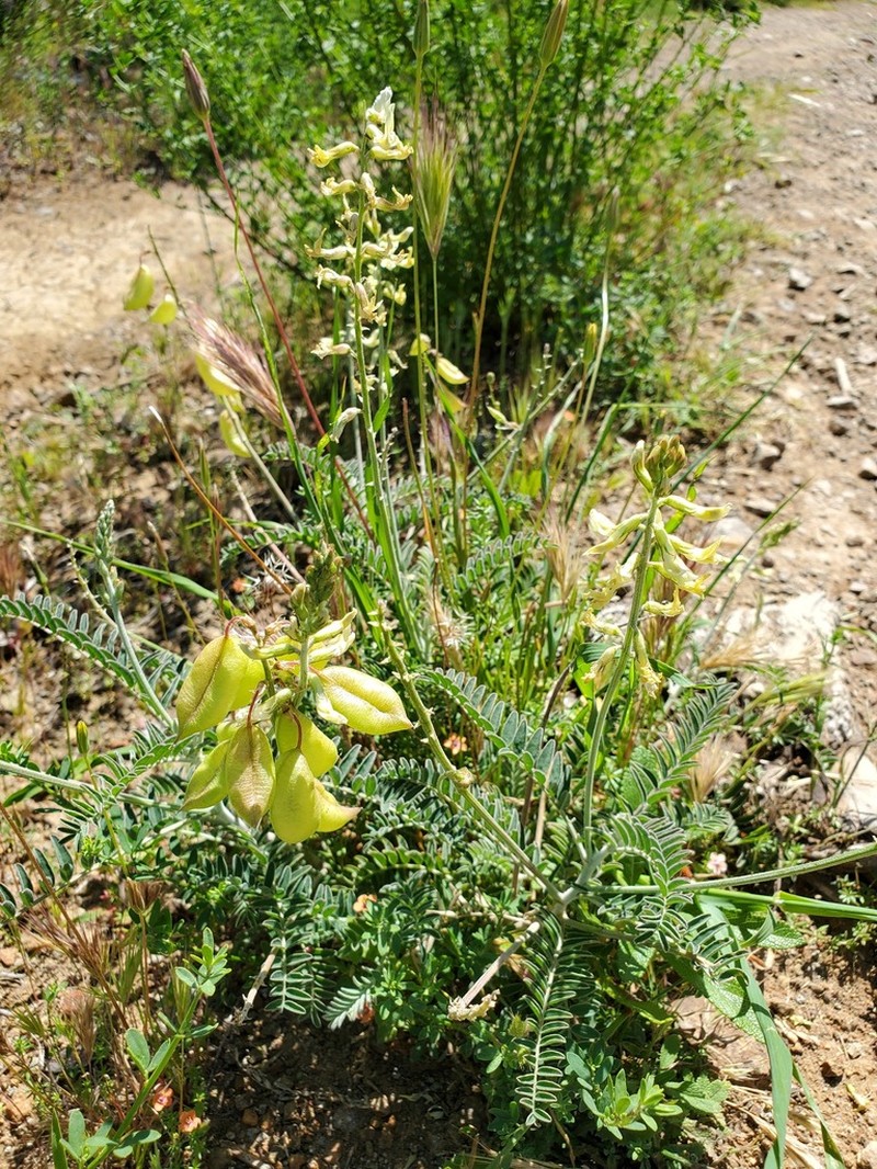 Santa Barbara Milkvetch photo 7