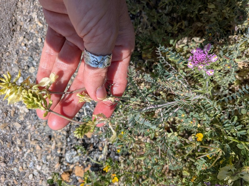 Astragalus trichopodus var. antisellii