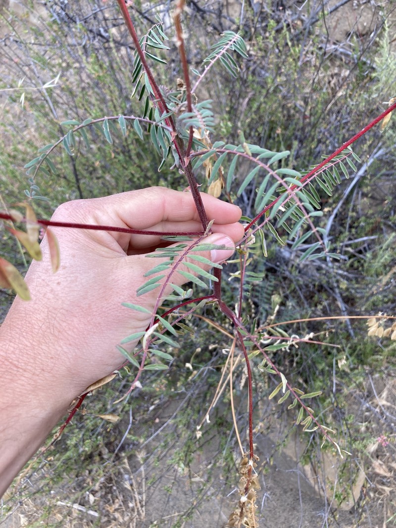 Astragalus trichopodus var. antisellii photo 2
