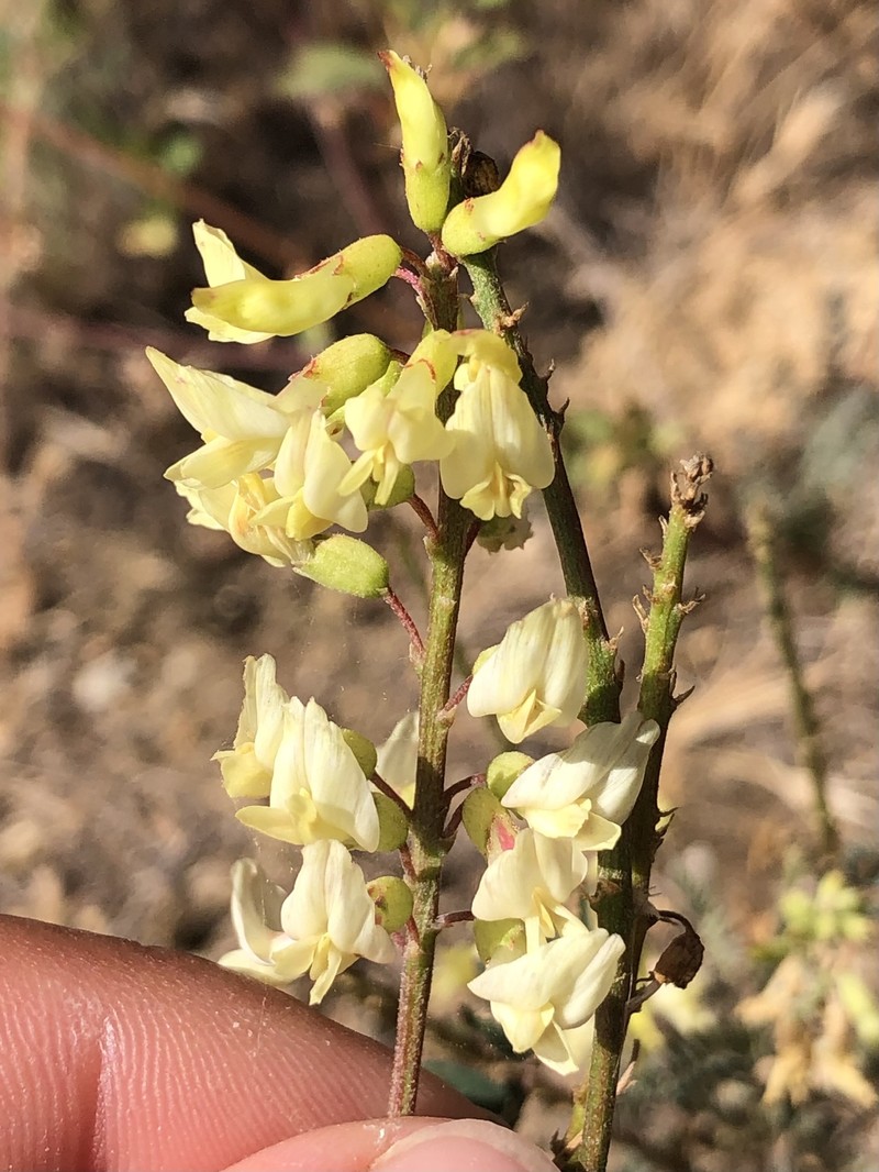 Astragalus trichopodus var. antisellii photo 3