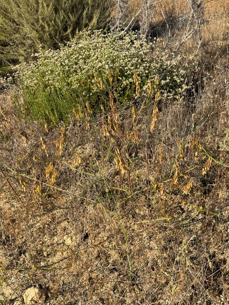 Astragalus trichopodus var. antisellii photo 4