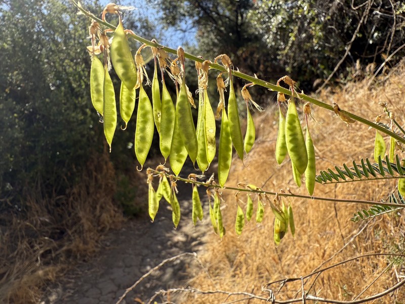 Astragalus trichopodus var. antisellii photo 5