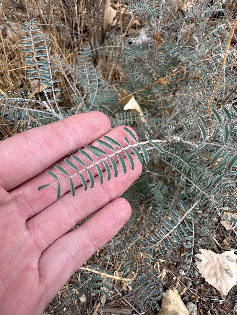 Astragalus trichopodus var. antisellii photo 6