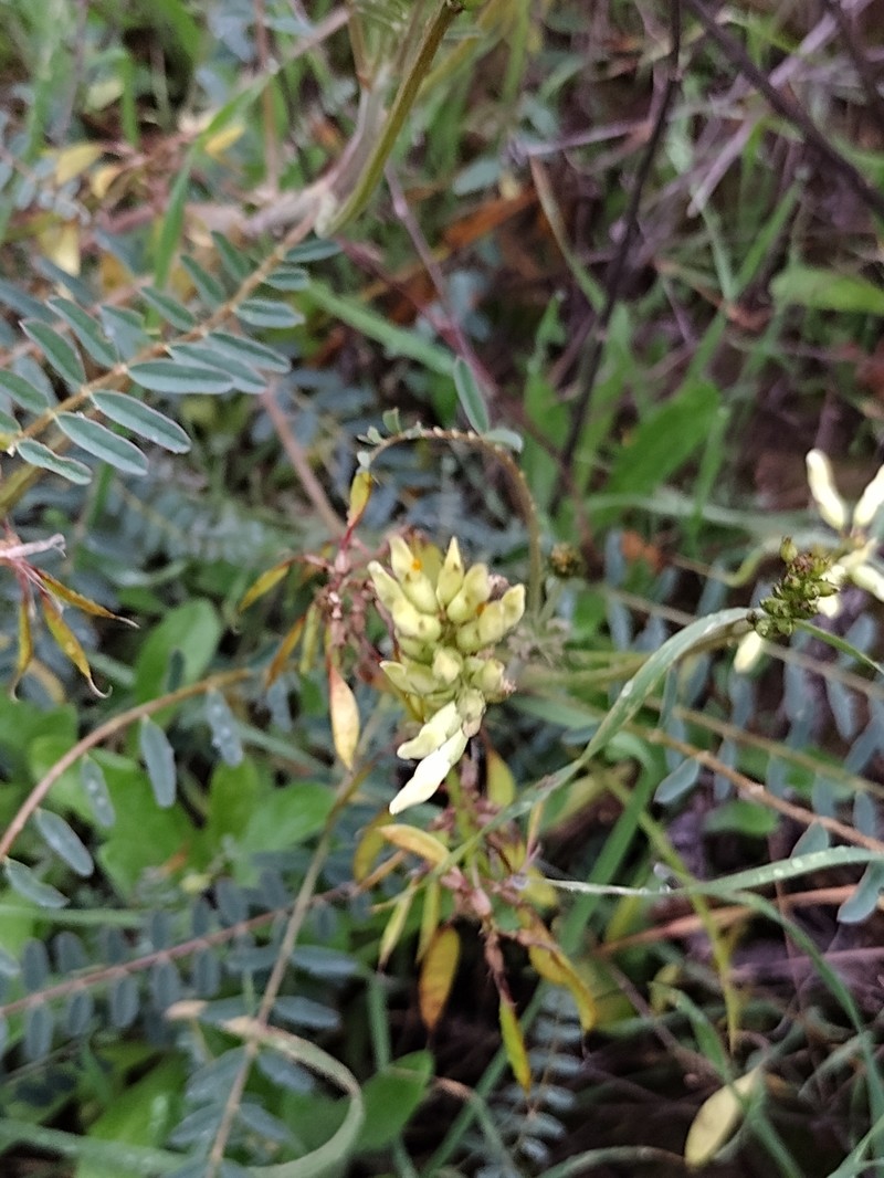 Astragalus trichopodus var. antisellii photo 7