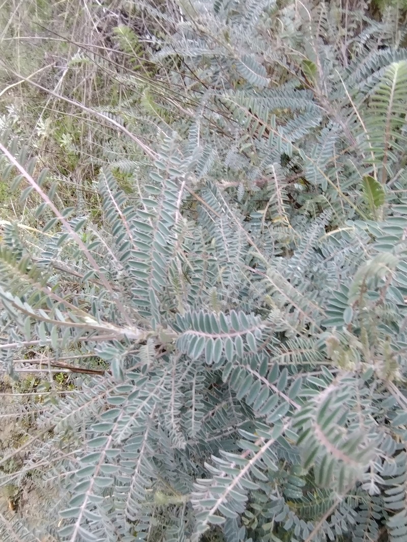 Astragalus trichopodus var. antisellii photo 8