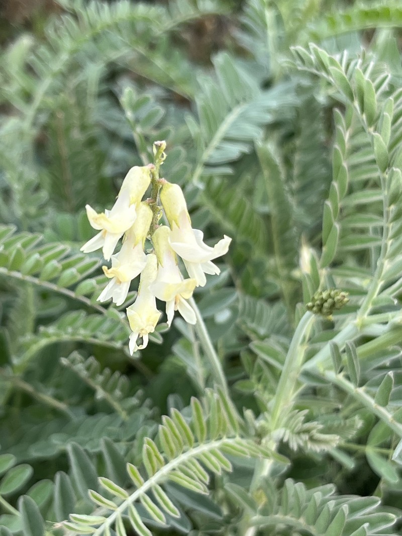 Astragalus trichopodus var. lonchus