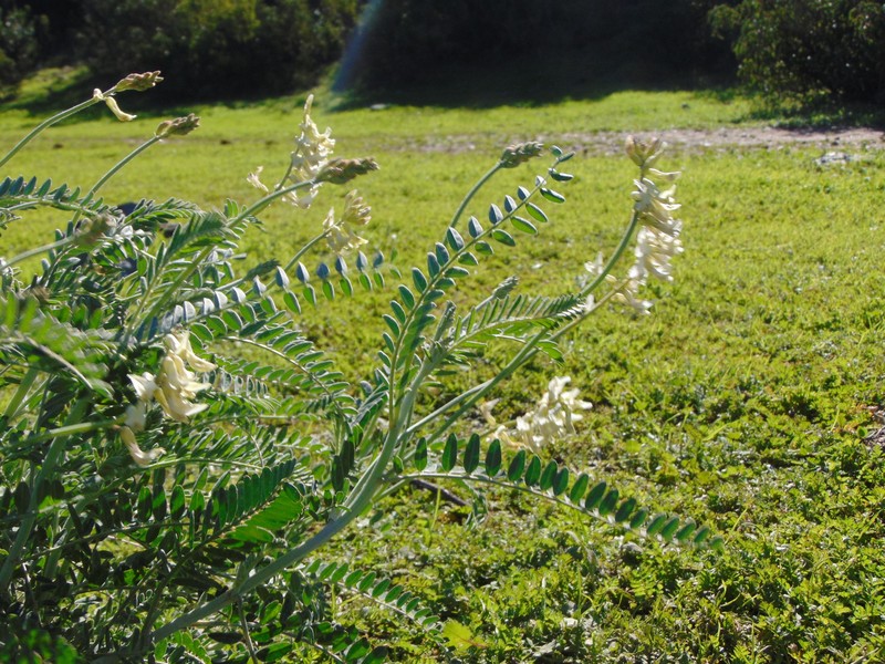 Astragalus trichopodus var. lonchus photo 2