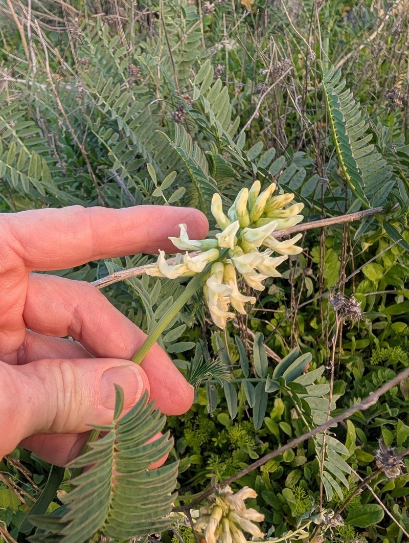 Astragalus trichopodus var. lonchus photo 3