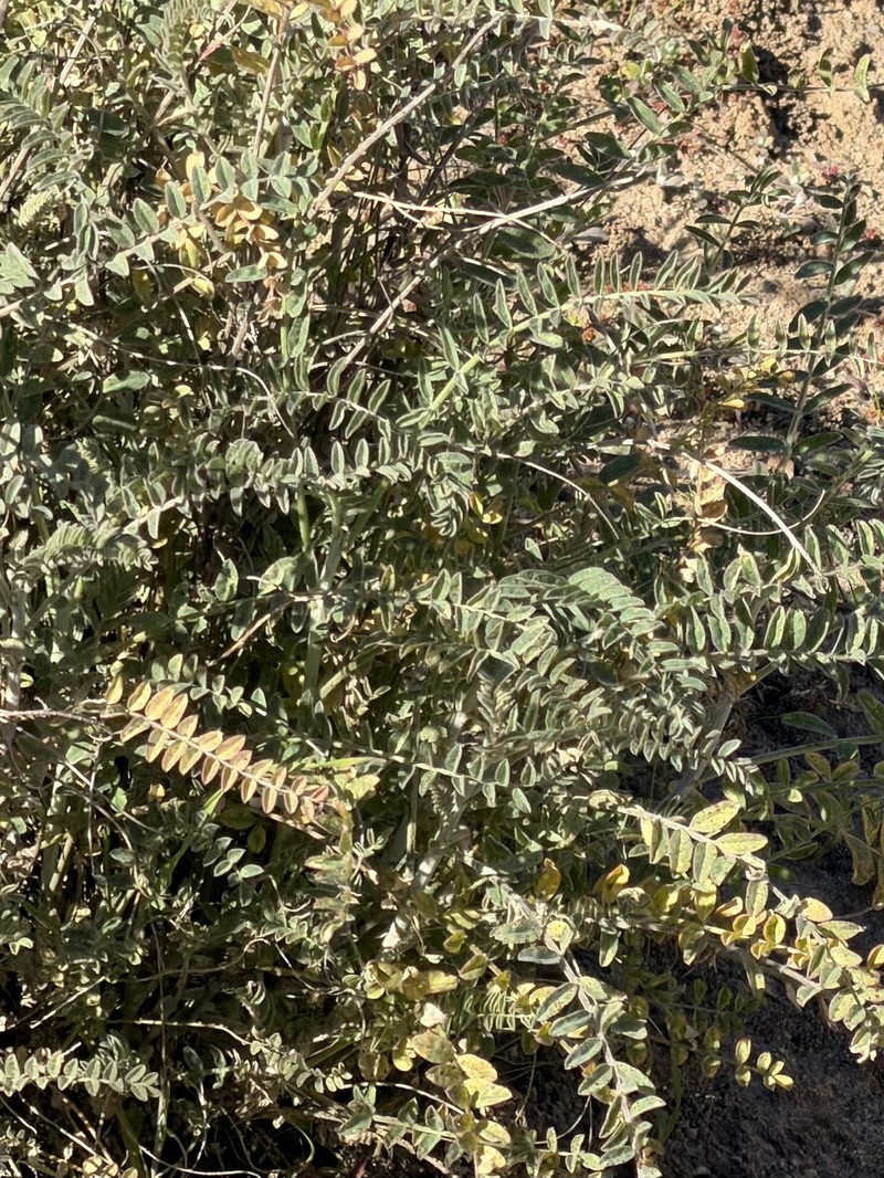 Astragalus trichopodus var. lonchus photo 4