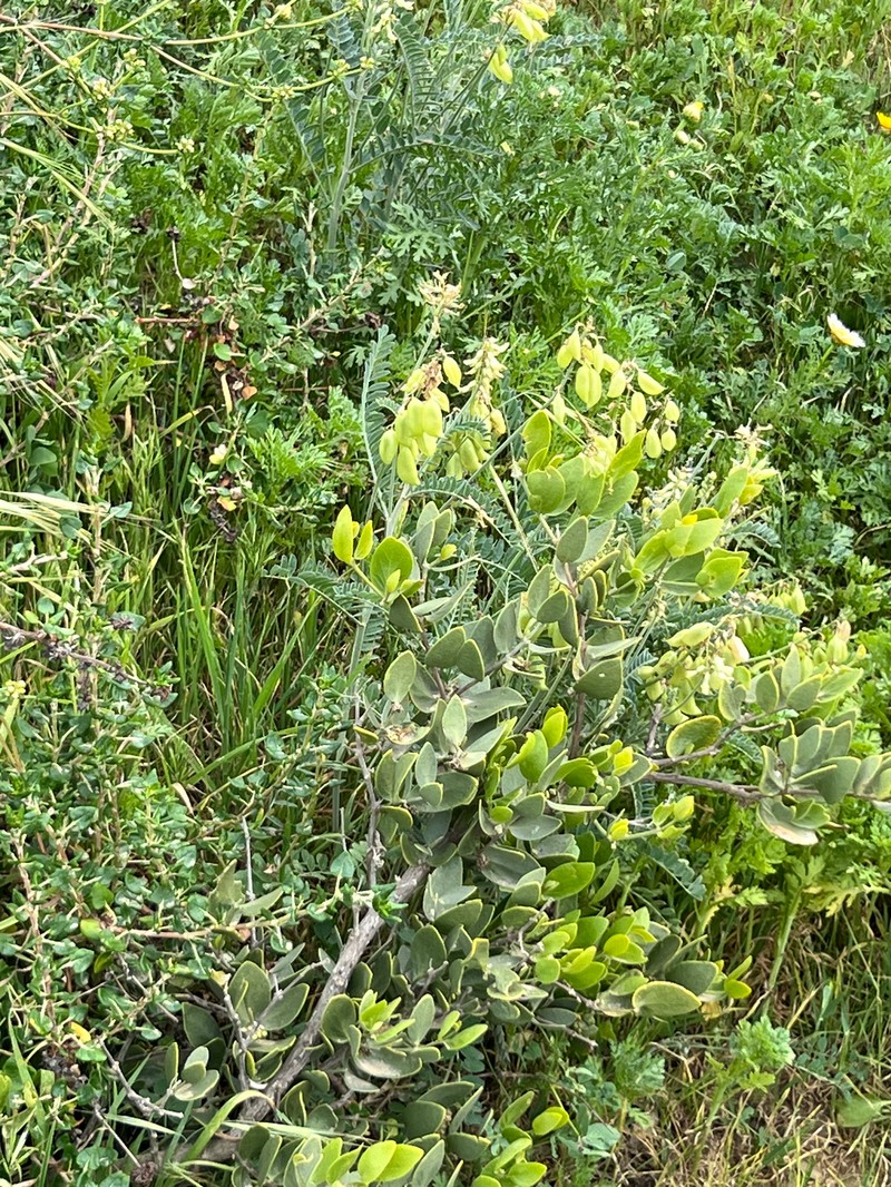 Astragalus trichopodus var. lonchus photo 5