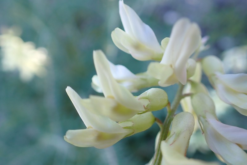 Astragalus trichopodus var. lonchus photo 6