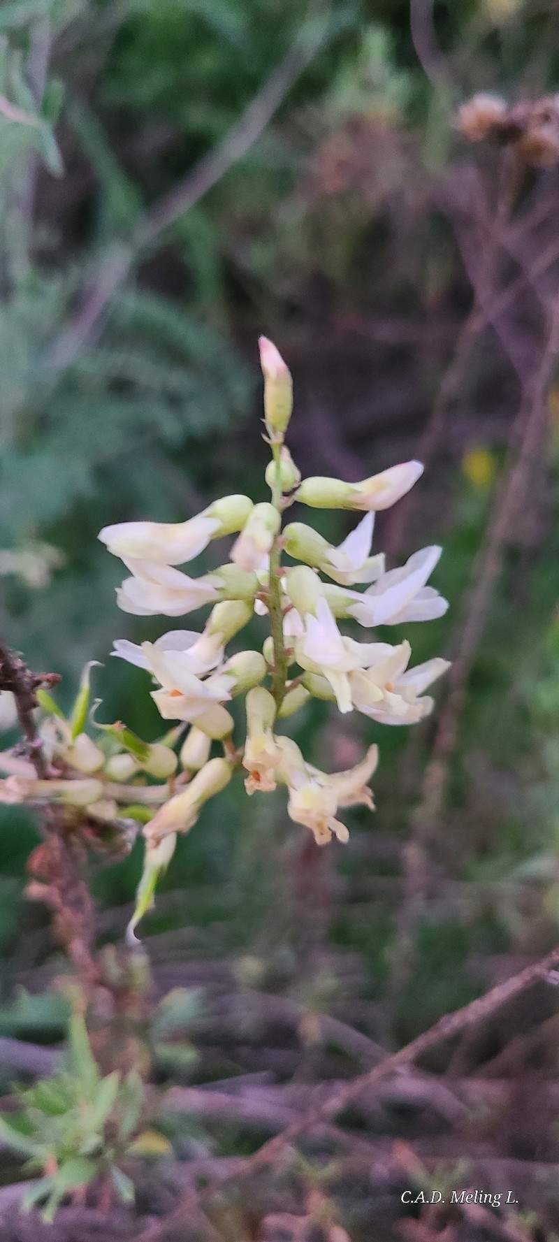Astragalus trichopodus var. lonchus photo 7