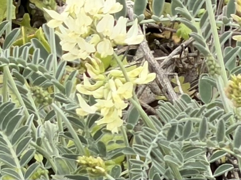Astragalus trichopodus var. lonchus photo 8