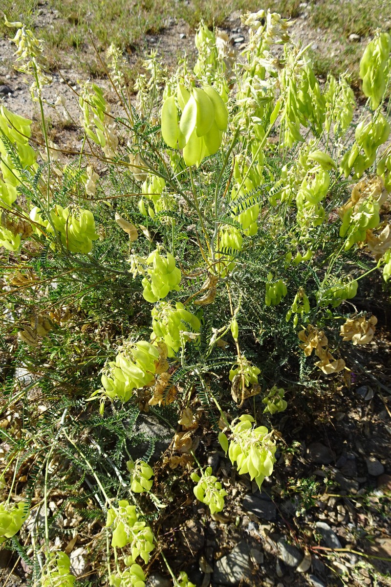 Astragalus trichopodus var. trichopodus