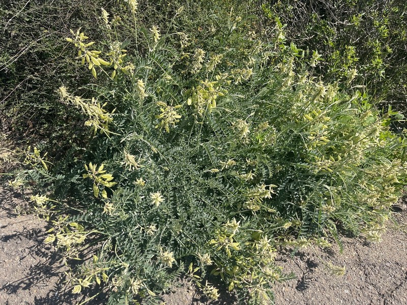 Astragalus trichopodus var. trichopodus photo 2