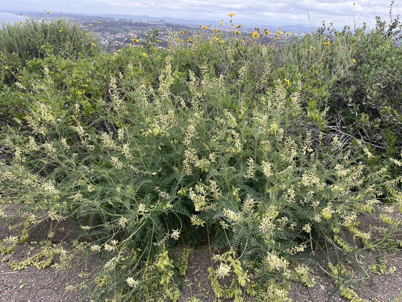 Astragalus trichopodus var. trichopodus photo 3