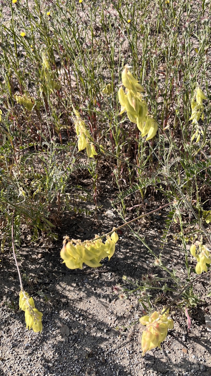 Astragalus trichopodus var. trichopodus photo 4