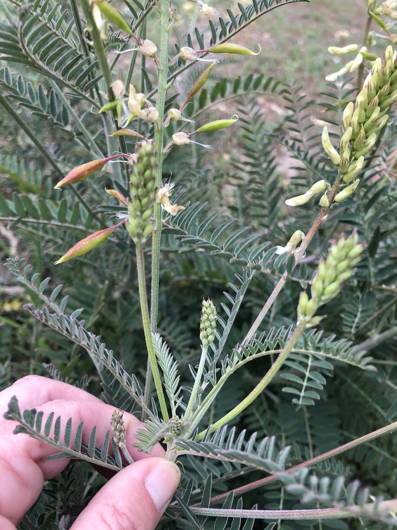 Astragalus trichopodus var. trichopodus photo 5