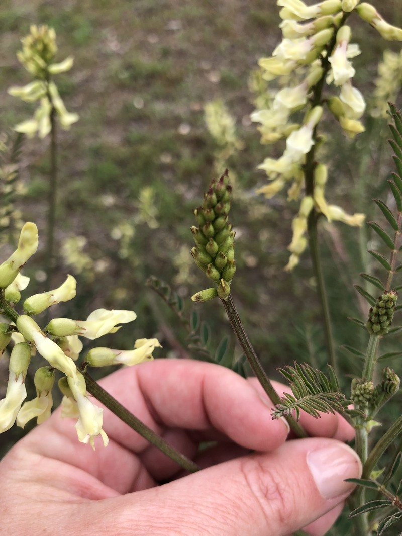 Astragalus trichopodus var. trichopodus photo 6