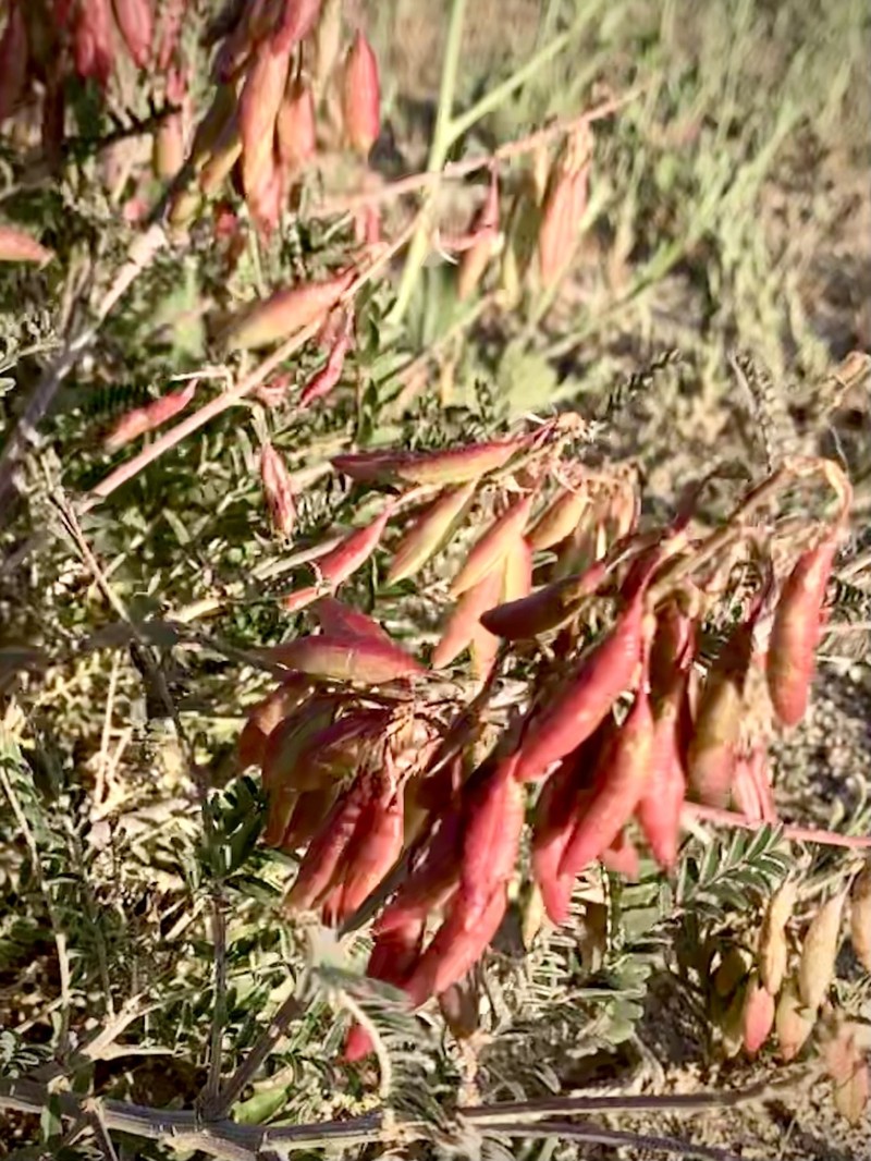 Astragalus trichopodus var. trichopodus photo 7