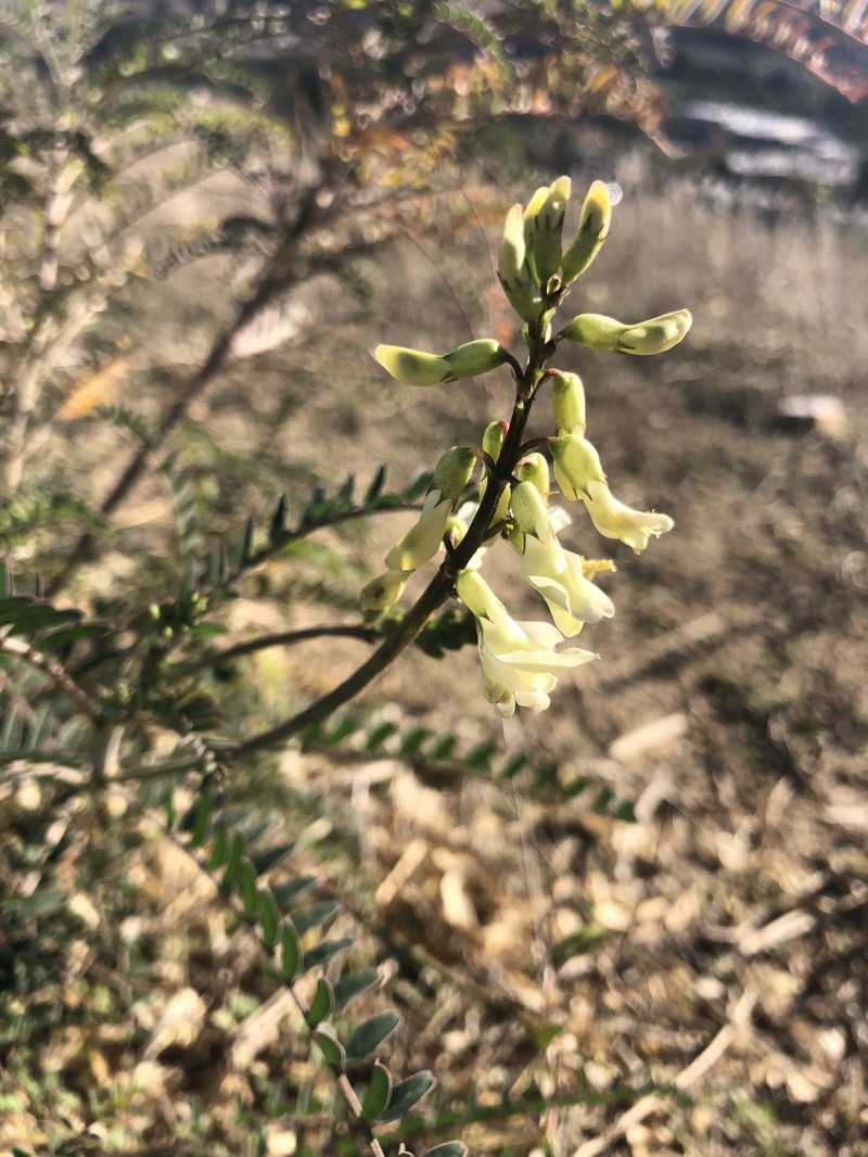 Astragalus trichopodus var. trichopodus photo 8