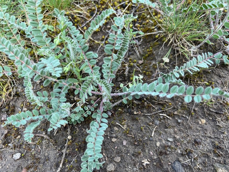 Astragalus trichostigma