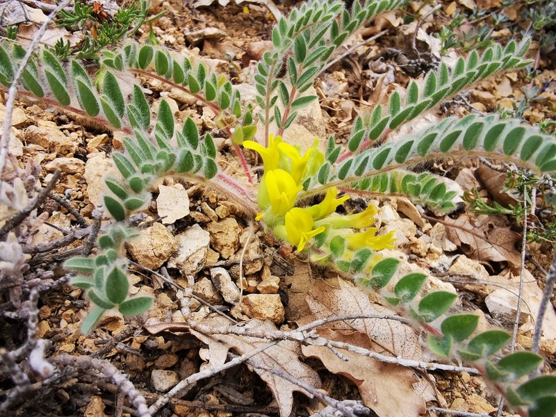 Astragalus trichostigma photo 2