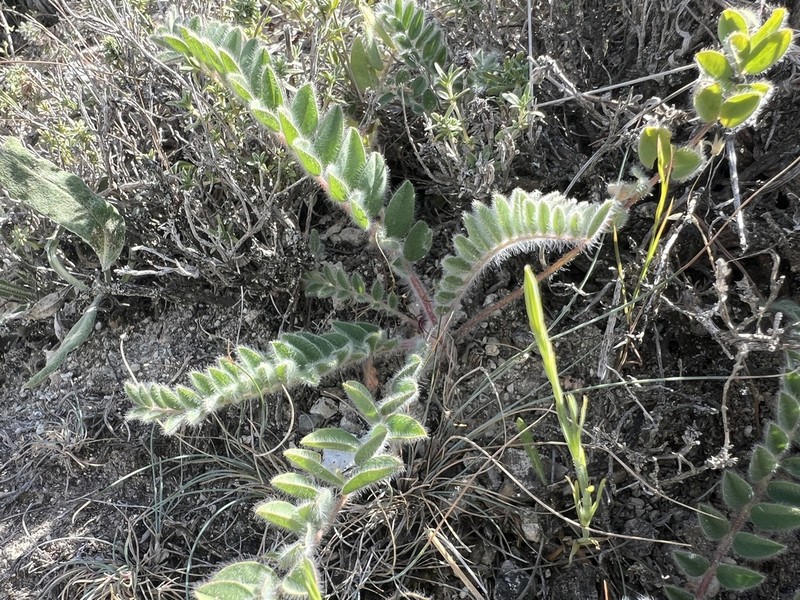 Astragalus trichostigma photo 3