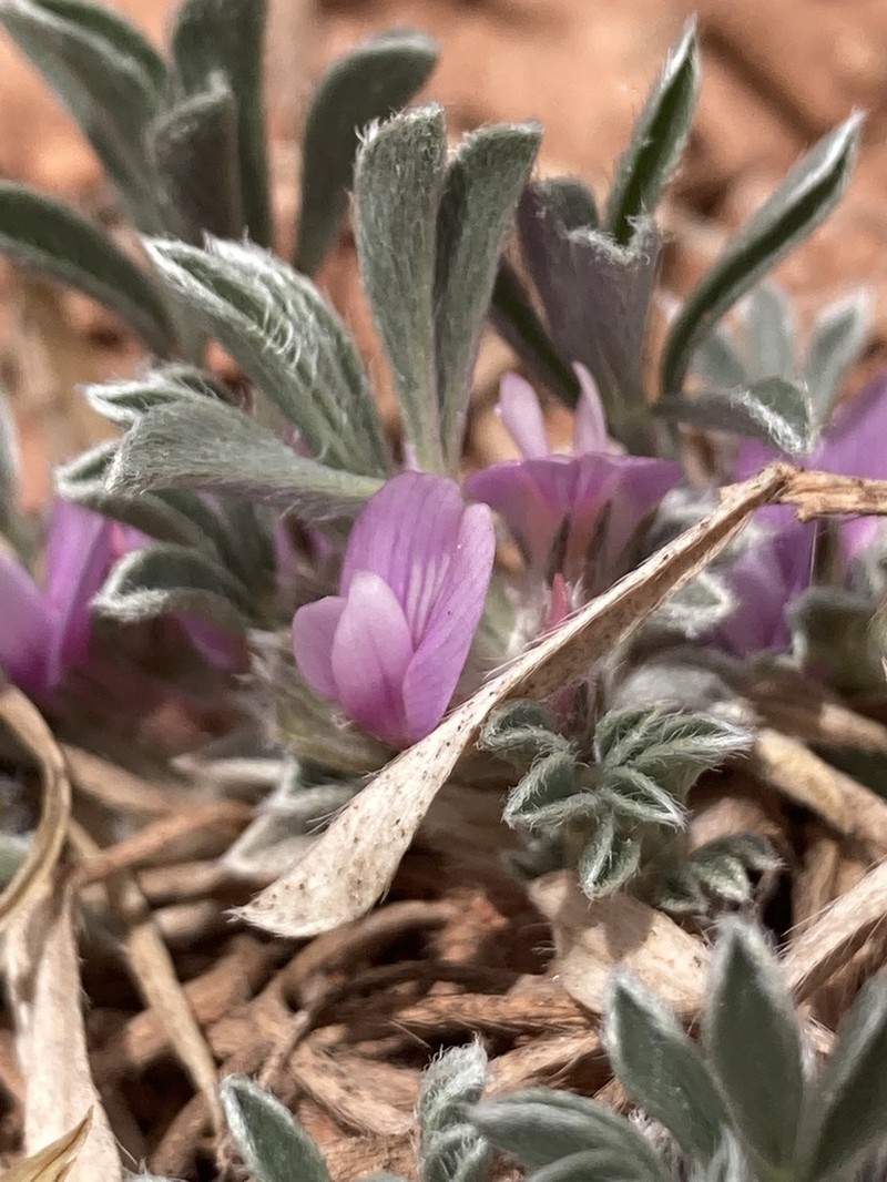 Foothill Milkvetch