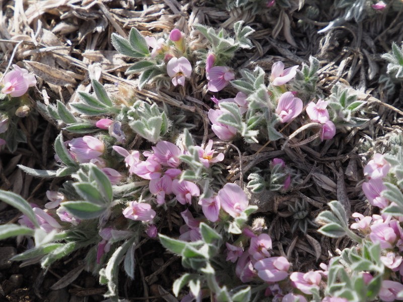 Foothill Milkvetch photo 2