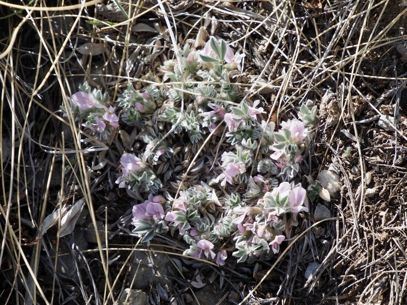Foothill Milkvetch photo 3