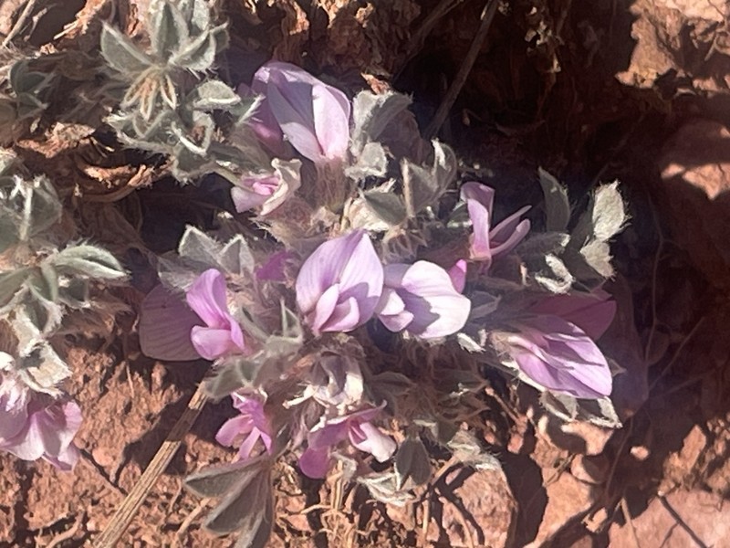 Foothill Milkvetch photo 4