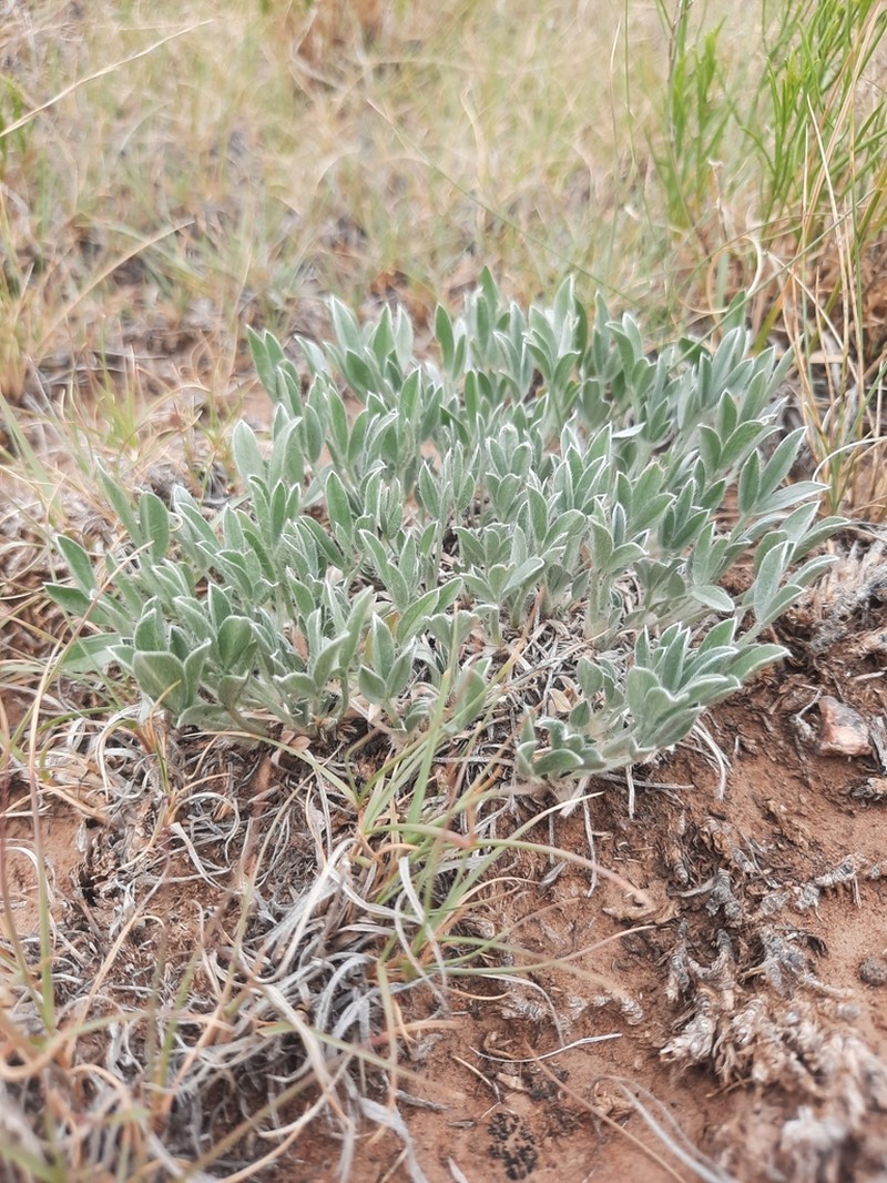 Foothill Milkvetch photo 5