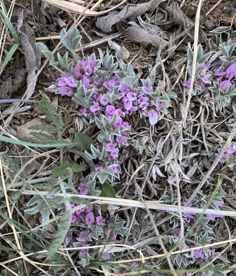 Foothill Milkvetch photo 6