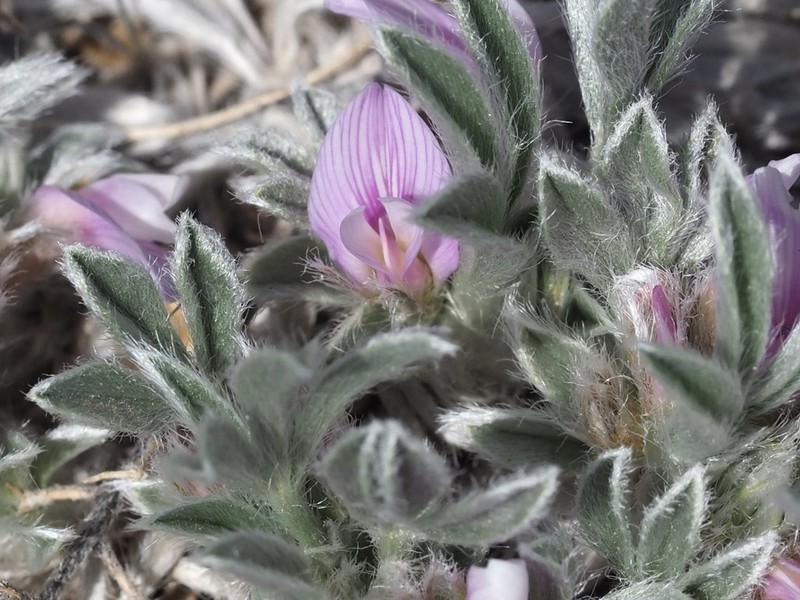 Foothill Milkvetch photo 7