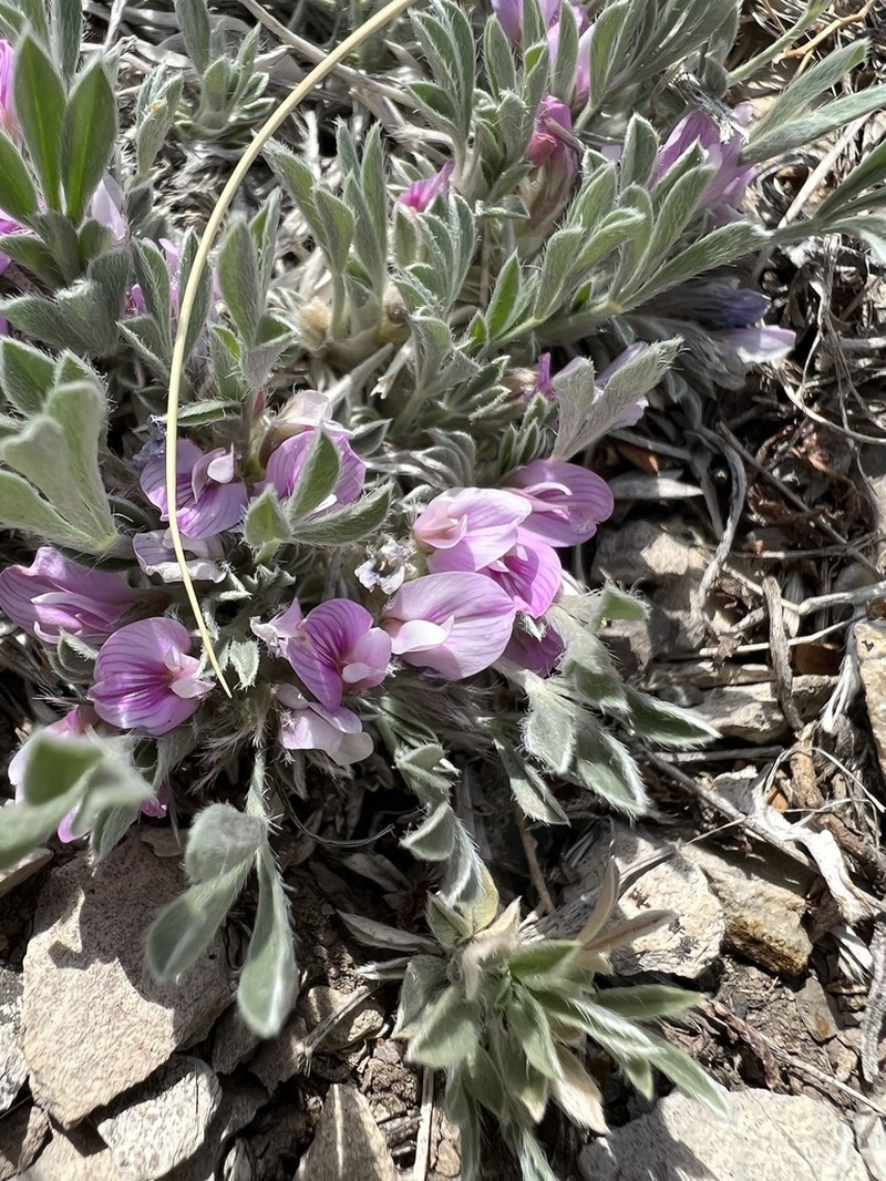 Foothill Milkvetch photo 8
