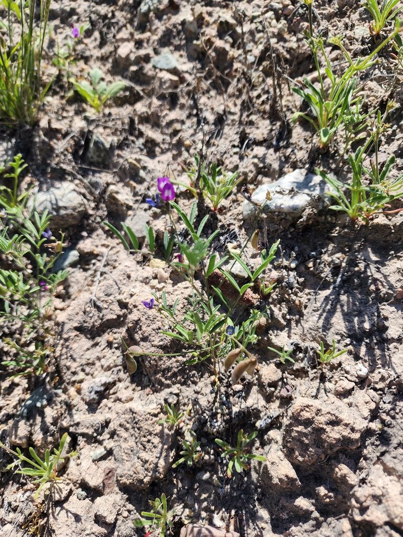 Astragalus triflorus